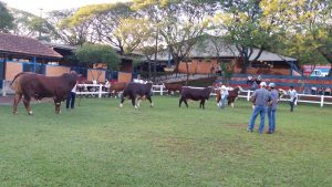 ABHB recebe inscrições para a Expomang 2019