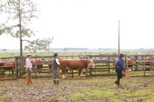 Alegrete conhece seus campeões HB da 77ª Expofeira