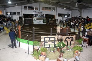 Melhor Touro Jovem do PampaPlus é destaque no leilão Tamanca e Rincão