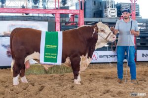 ABHB realiza primeiro julgamento oficial das raças HB na Expomang
