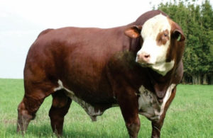 Genética nacional Hereford e Braford atrai centrais de inseminação