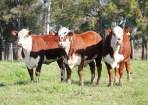 Projeto pioneiro vai selecionar fêmeas doadoras das raças Hereford e Braford