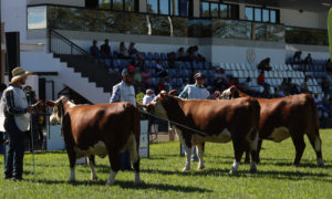 Expobel em Francisco Beltrão abre agenda de eventos oficiais da ABHB em 2020