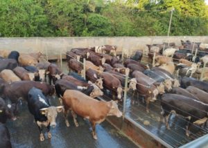 Frigorífico Verdi, de Pouso Redondo (SC) realiza bonificação dos primeiros animais HB no Estado