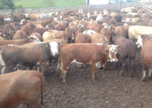 ABHB e Frigorífico Verdi realizam primeiro abate no Programa Carne Pampa