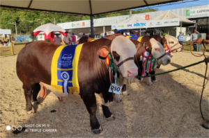 29ª Expobel abre corrida pelo Ranking das raças HB 2020