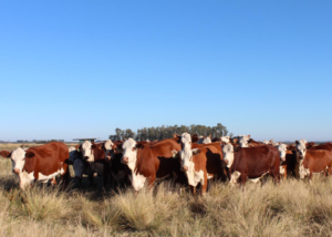 Genética Braford é destaque no 2º De Olho na Fazenda da Pitangueira