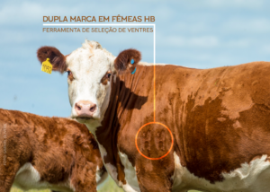 Dupla marca em fêmeas Hereford e Braford como ferramenta de seleção de ventres