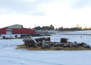 Raça Hereford inspira projeto de pesquisa de doutorado em Montana (EUA)