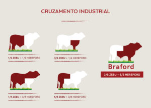 Cruzamento industrial: Um animal com melhor desempenho em clima tropical