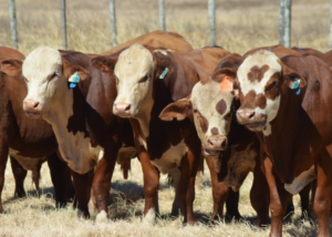 A importância das Provas de Avaliação a Campo e de Eficiência Alimentar para o melhoramento dos rebanhos