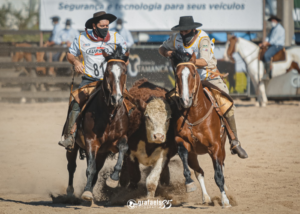 Hereford da Estância Tamanca marca presença na 21º edição do Bocal de Ouro