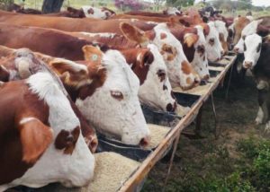 Criadores mineiros têm rendimentos positivos na criação da raça Braford