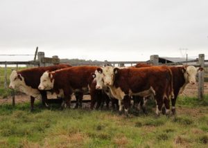Começa em Bagé a edição 2020/2021 da Prova de Avaliação a Campo