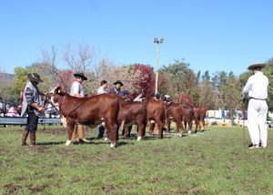 Bagé e Santa Vitória do Palmar confirmam exposição para Ranking HB