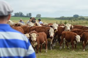 ABHB realiza Jornada de Atualização virtual para inspetores técnicos