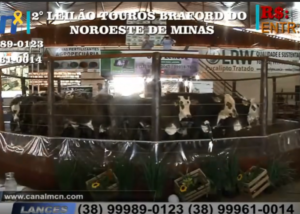 Pista ágil e bons negócios marcam segunda edição do Leilão Touros Braford do Noroeste Mineiro