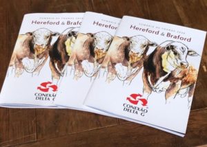 Conexão Delta G lança Sumário de Touros Hereford e Braford