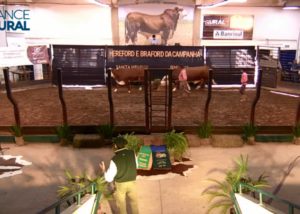 Cabanha Santa Helena e Sinuelo promovem 3º edição do Remate Hereford e Braford da Campanha em Bagé