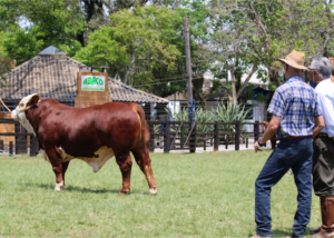 Raças Hereford e Braford divulgam segunda etapa do Ranking Nacional 2020