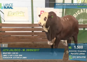 Remate Criadores de Braford comemora crescimento de 80% na venda de fêmeas
