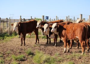 PAC Hereford e Braford divulga resultado da quarta pesagem oficial