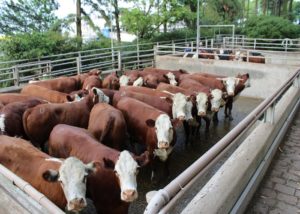 ABHB e Frigorífico Silva promovem VII Concurso de Carcaça Carne Pampa