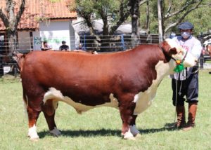 Raças Hereford e Braford conhecem os seus campeões da 108ª Expofeira de Bagé