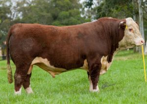 Genética Hereford é destaque no 12º Remate do Núcleo Fronteira Sul