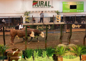 Remate Premium tem pista limpa em Bagé