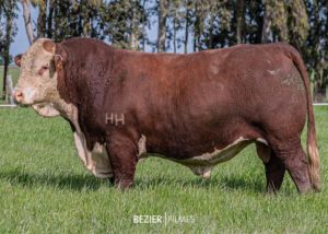 Touro Hereford atinge valorização de R$ 48 mil em Remate da Estância Tamanca