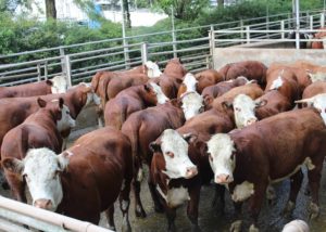 Concurso de Carcaças Carne Pampa registra recorde de animais inscritos
