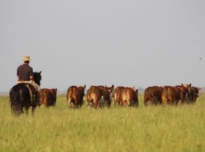 Serviço de Predições Genômicas está disponível para criadores de Hereford e Braford