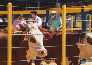 ABHB recebe inscrições para a Expobel 2021