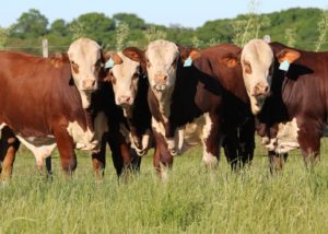 Setor de Registros comemora crescimento das raças Hereford e Braford em 2020