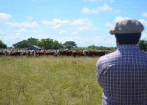 PampaPlus encerra 2020 com aumento de 7% no número de animais avaliados