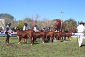 ABHB começa preparativos para Exposição Nacional