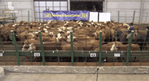 Remate Nacional Hereford e Braford tem pista movimentada em Uruguaiana (RS)