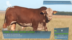 Remate Conexão Pampa dissemina genética Hereford e Braford para cinco estados brasileiros