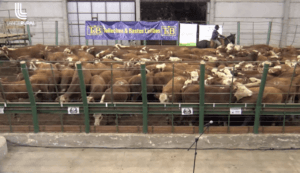Remates da Exposição Nacional 2021 faturam mais de R$ 6 milhões