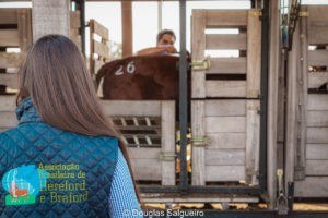 ABHB realiza julgamento de admissão nos animais inscritos na Nacional 2021