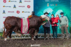 Cabanhas Nova Aurora, Vacacaí e Monte Cristo levam as principais premiações nos animais de argola da raça Braford