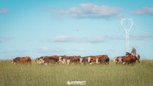 Valorização nas pistas marca Leilão Especial da Prova de Avaliação a Campo