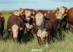 Vencedores da PAC e PEA das raças Hereford e Braford são anunciados