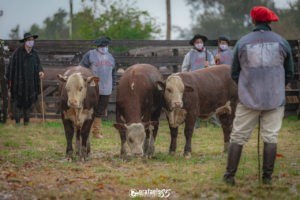 Definidos os Grandes Campeões da 2ª Exposição Nacional de Terneiro (a) HB