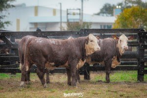 Exposição Nacional 2021 conhece os seus campeões rústicos das raças Hereford e Braford