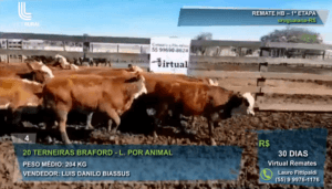 Remate Comercial HB abre vendas da Exposição Nacional 2021