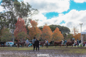 ABHB confirma grande Exposição de Inverno