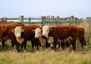 Prova de Avaliação a Campo 2021/2022 reúne 36 reprodutores Hereford e Braford