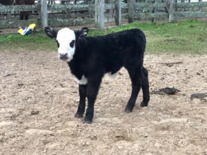 Nasce o primeiro animal Black Hereford no Brasil